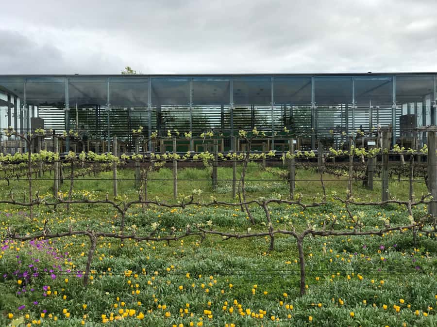 Cape Town: Full-Day Stellenbosch and Franschhoek Wine Tour - Lunch reservation: included, but you pay your own way