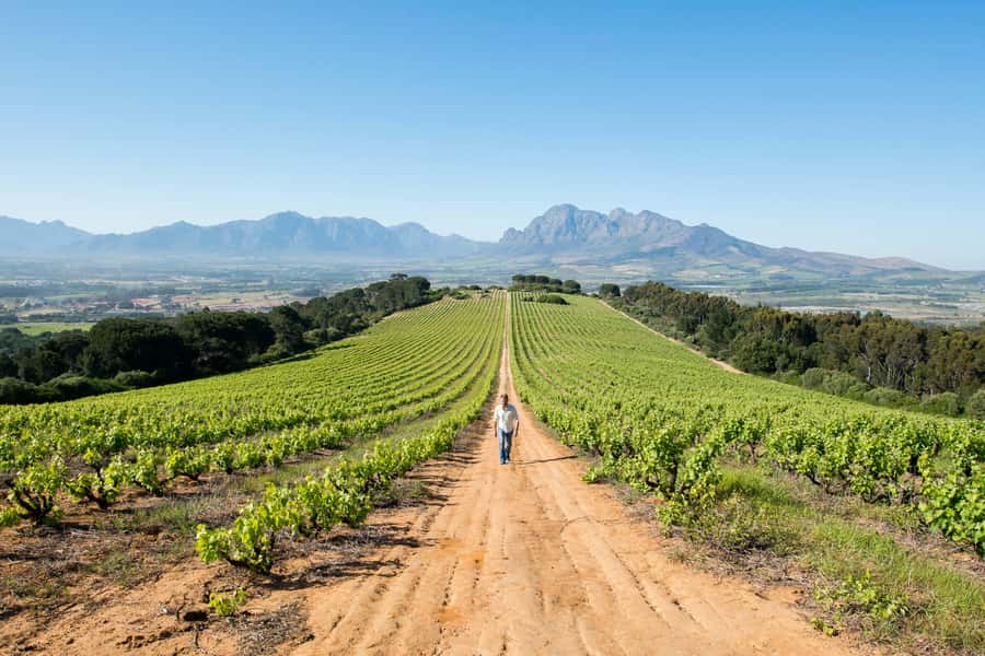 Cape Town: Full-Day Winelands Tour with Wine Tastings & Food - Key highlights I’d plan around