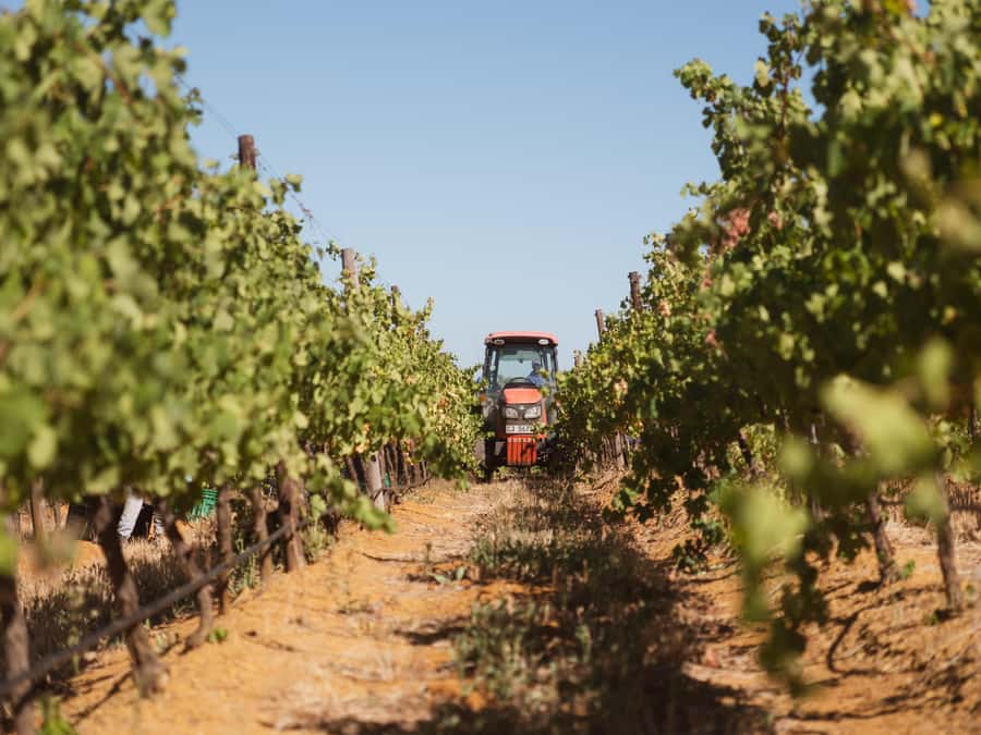 Cape Town: Full-Day Winelands Tour with Wine Tastings & Food - Stellenbosch and Pinotage, where student days meet award-winning farms