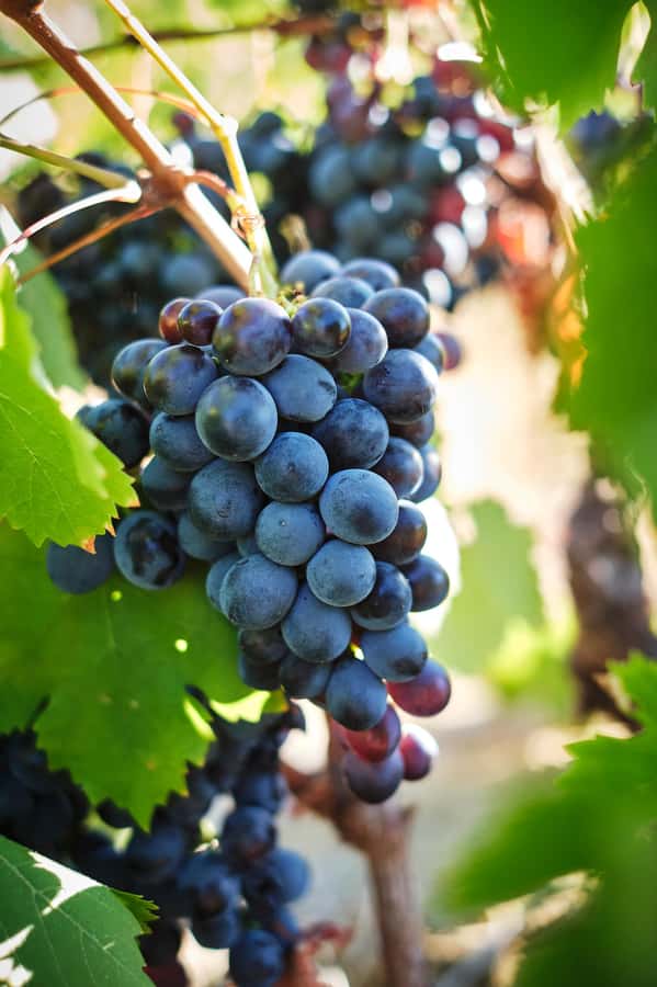 Cape Town: Full-Day Winelands Tour with Wine Tastings & Food - Lunch at the vineyard, with vegetarian choices and wine included