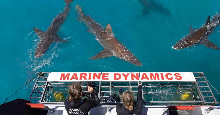 Cape Town: Gansbaai Eco-Friendly Shark Cage Diving Cruise - Key Things to Know Before You Go to Gansbaai’s Cage Session