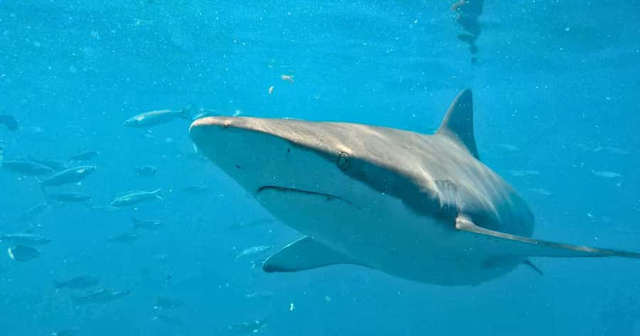 Cape Town: Gansbaai Eco-Friendly Shark Cage Diving Cruise - Why Gansbaai’s Shark Alley Matters for This Kind of Trip