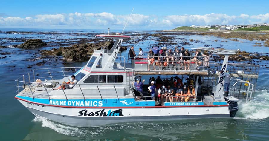Cape Town: Gansbaai Eco-Friendly Shark Cage Diving Cruise - Kitting Up: Sanitized Gear, Wet Suit Over Your Swimsuit, and Boat Comfort