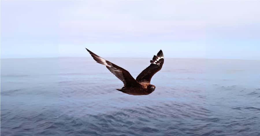 Cape Town: Gansbaai Eco-Friendly Shark Cage Diving Cruise - The Joubertsdam Cruise and What Happens on the Secure Cage