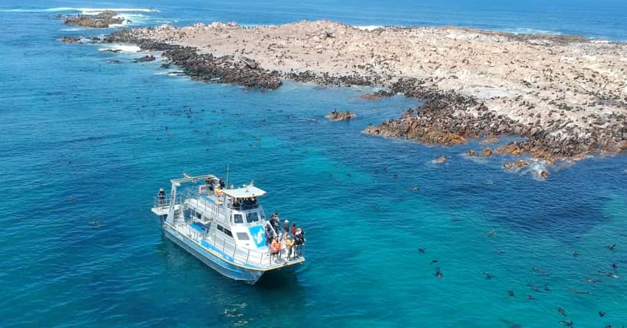 Cape Town: Gansbaai Eco-Friendly Shark Cage Diving Cruise - Who Should Book This Cage Encounter (and Who Might Not Love It)