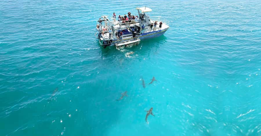 Cape Town: Gansbaai Eco-Friendly Shark Cage Diving Cruise - Should You Book This Cape Town to Gansbaai Experience?