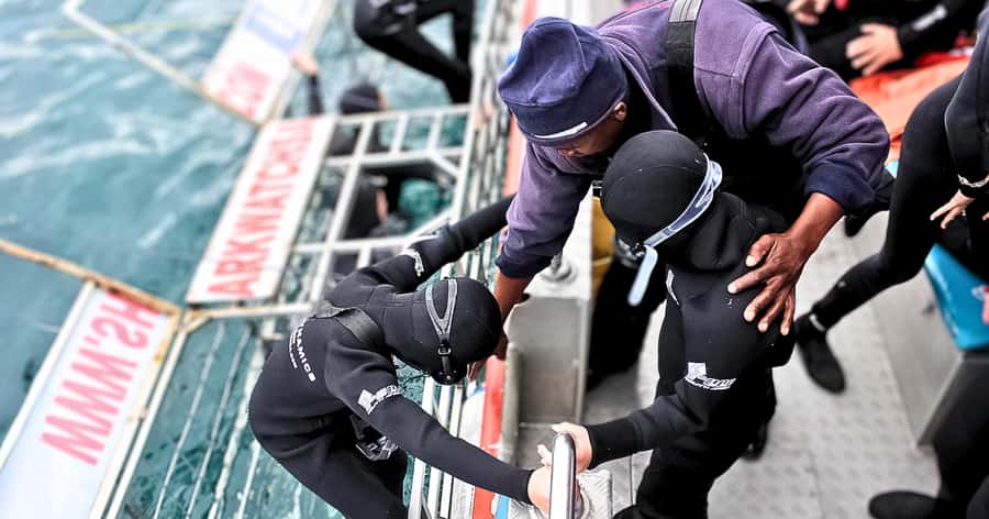 Cape Town: Gansbaai Eco-Friendly Shark Cage Diving Cruise - The Cape Town Morning Run, The Great White House, and What to Expect Time-Wise