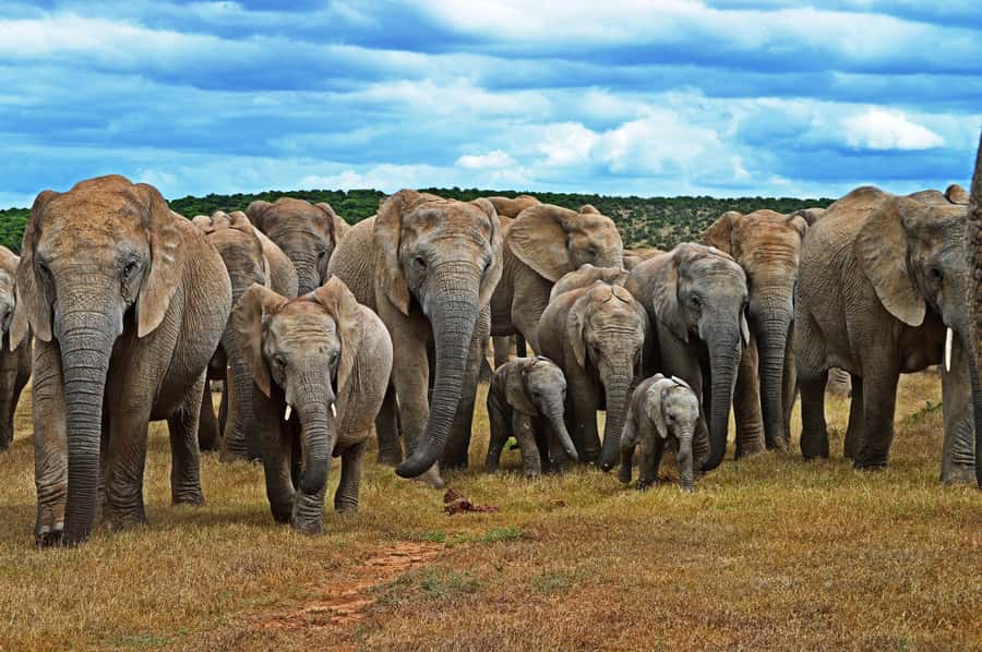 Cape Town: Garden Route and Addo Elephant Park 6-Day Safari - Day 1: Hermanus and Cape Agulhas, where the coast grabs your attention fast