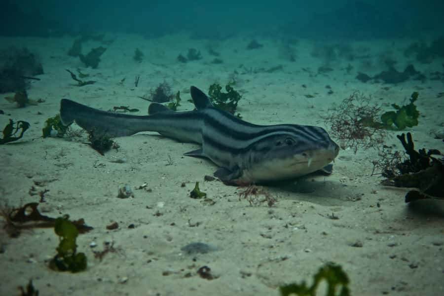 Cape Town: Great African Sea Forest Guided Snorkel - Key Things You’ll Notice On This Snorkel