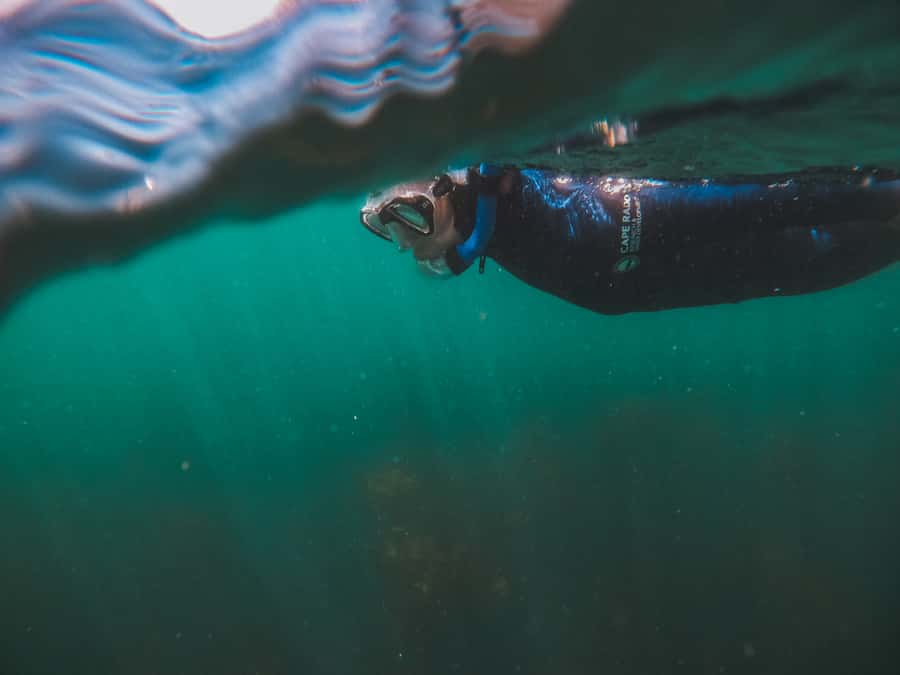 Cape Town: Great African Sea Forest Guided Snorkel - Price And Value: Is $74 Worth It?