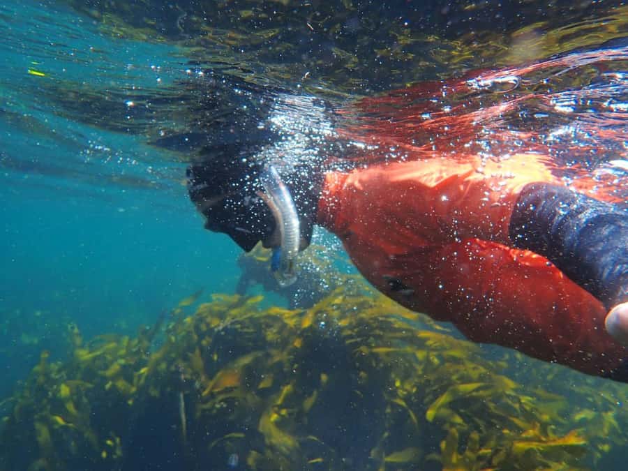 Cape Town: Great African Sea Forest Guided Snorkel - False Bay Start: Gear Up At Cape RADD