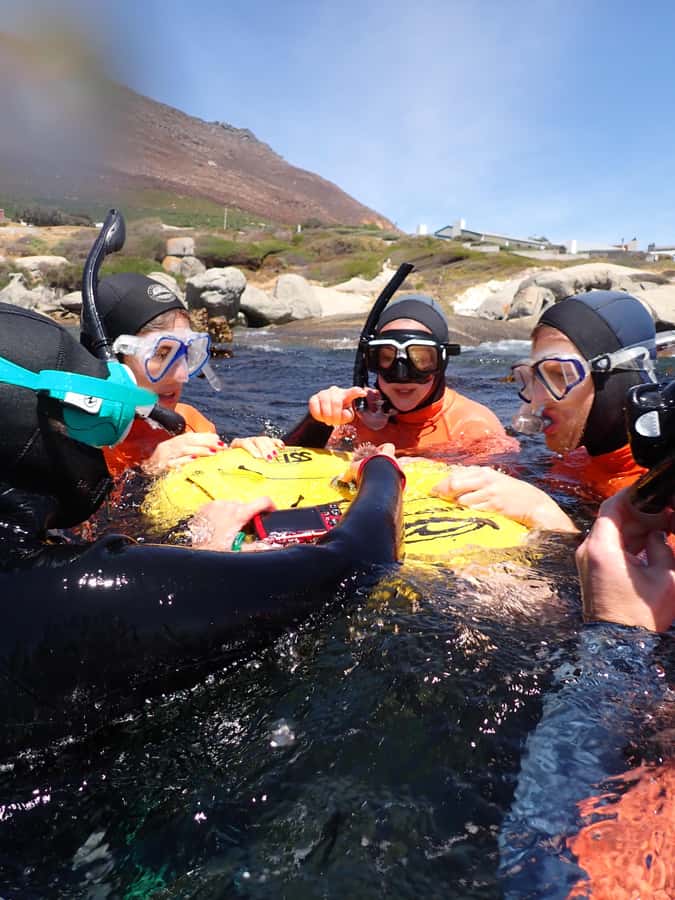 Cape Town: Great African Sea Forest Guided Snorkel - Entering The Great African Sea Forest: What You’ll Actually See