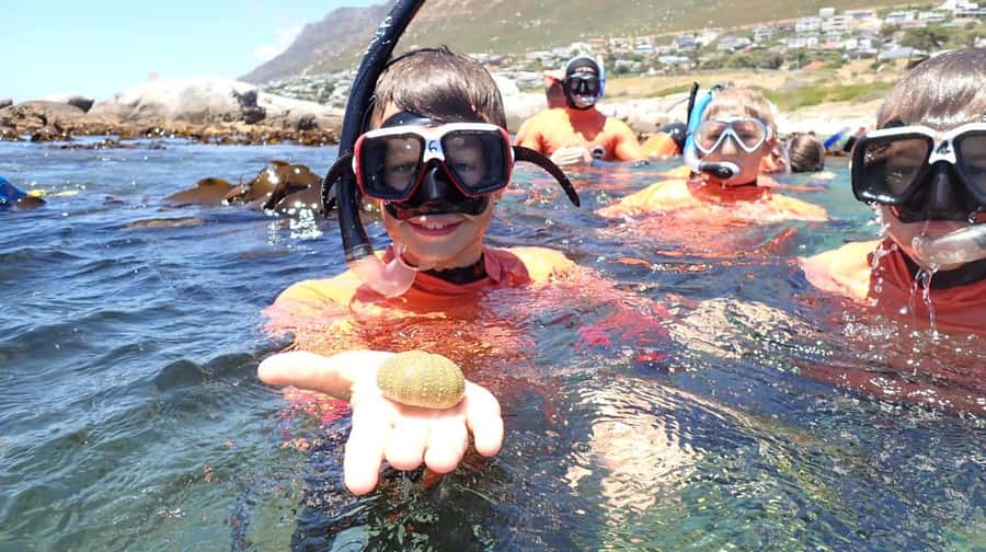 Cape Town: Great African Sea Forest Guided Snorkel - FinSpotter App Access And The Ocean Ambassador Honor