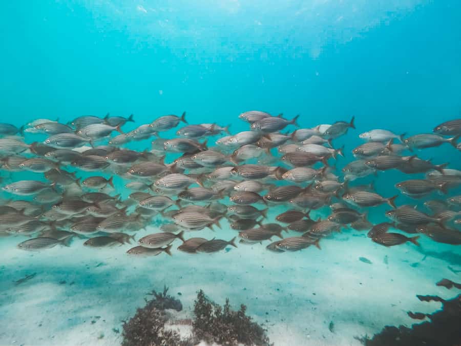 Cape Town: Great African Sea Forest Guided Snorkel - In The Water: Safety, Comfort, And The Kelp-Forest Reality
