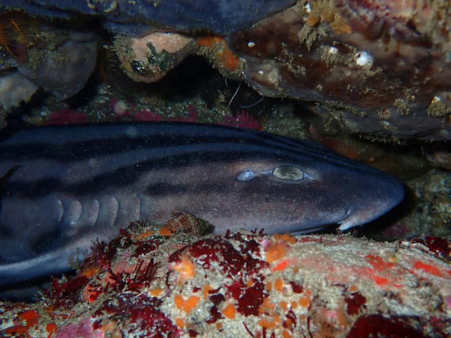 Cape Town: Great African Sea Forest Guided Snorkel - Photos That Feel Like Part Of The Trip