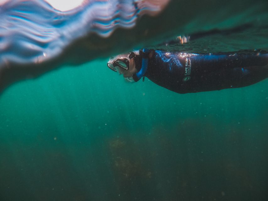 Cape Town: Great African Sea Forest Guided Snorkel - How To Think About The 2 Hours (And Why It Works)
