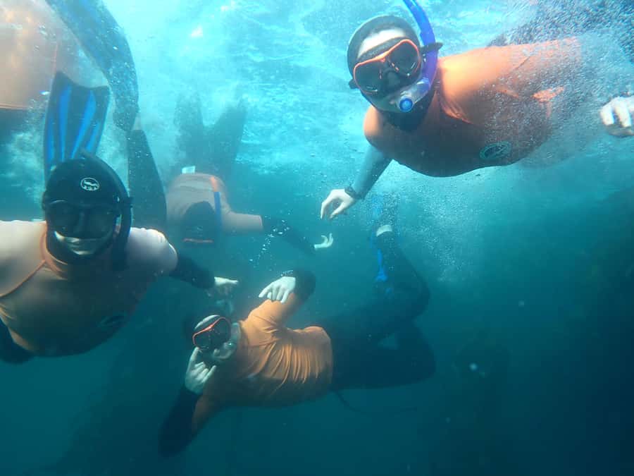 Cape Town: Great African Sea Forest Guided Snorkel - The Pre-Snorkel Briefing: Why It Changes Everything
