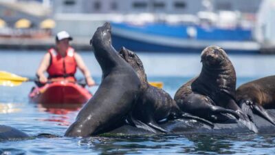 Guided Kayak Tour
