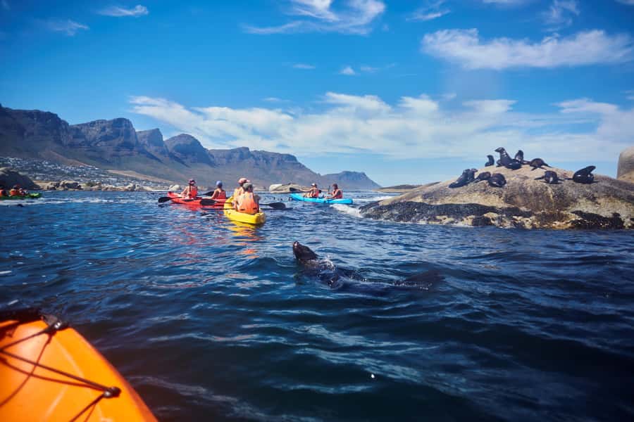 Cape Town: Guided Kayak Tour of Clifton Beaches & The Coast - Clear mask time: what you can realistically expect