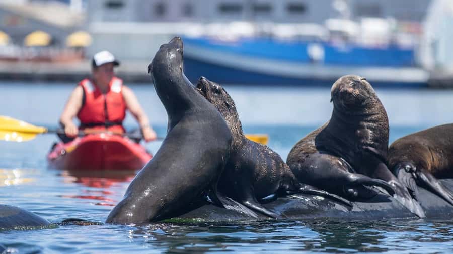 Cape Town: Guided Kayak Tour - The sheltered paddle through Hout Bay’s Green Room under the jetties