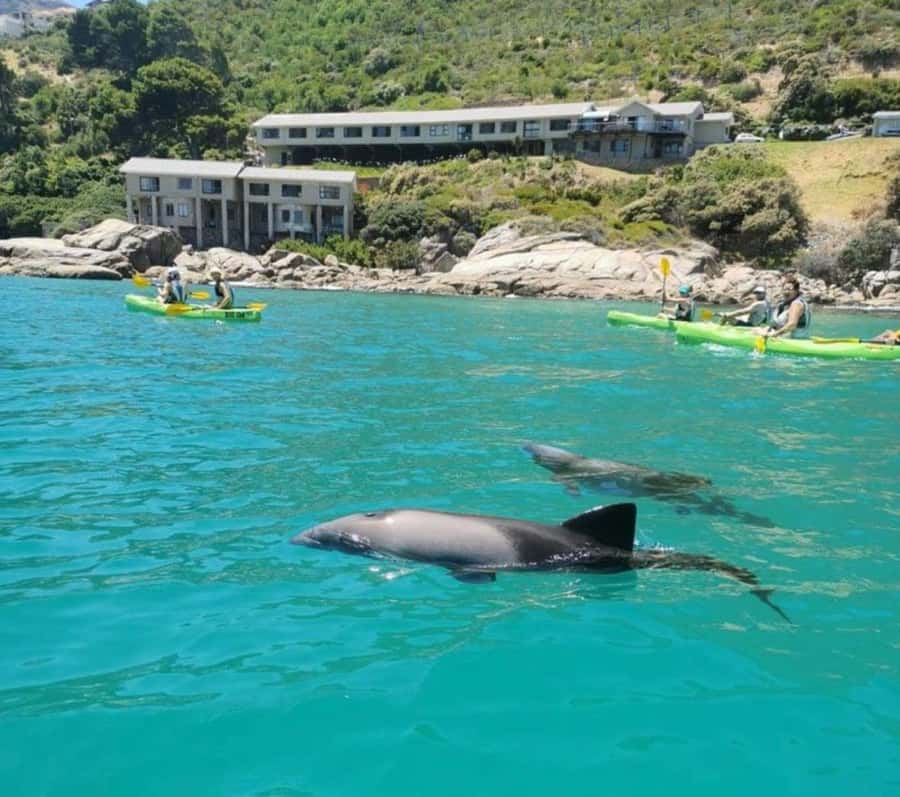 Cape Town: Guided Kayaking in Hout Bay - The two hours on the water: how the paddle experience actually feels