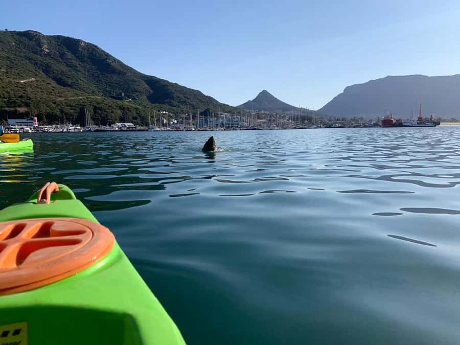 Cape Town: Guided Kayaking in Hout Bay - Who this tour is best for in Cape Town