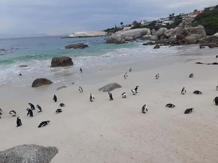 Cape Town: Halfday African Penguin tour - Key things that make this penguin day work