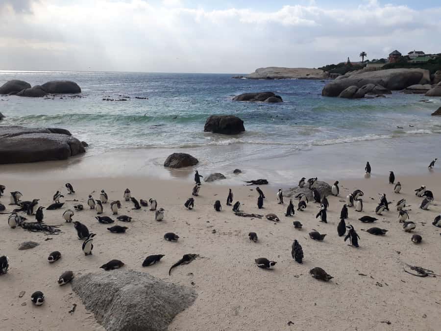 Cape Town: Halfday African Penguin tour - Maiden’s Cove tidal pool, where the mountains meet the sea