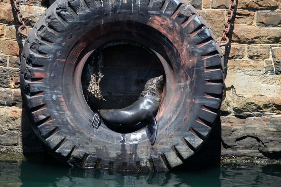 Cape Town: Harbor Cruise - The V&A Waterfront Photo Stop: More Than a Quick Photo