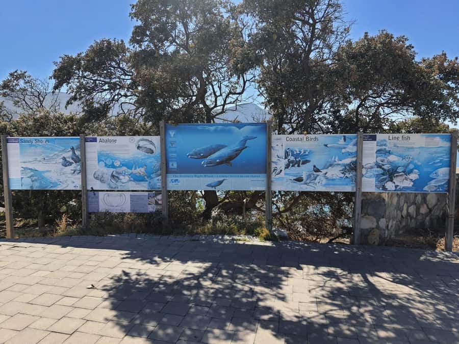 Cape Town: Hermanus Whale Watching Shared Boat & Penguins - Key takeaways before you go
