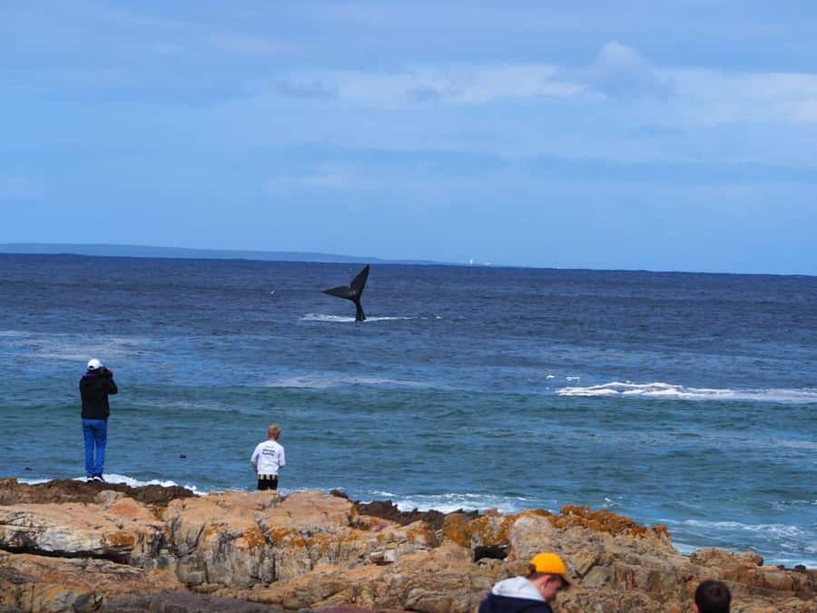 Cape Town: Hermanus Whale Watching Shared Boat & Penguins - Why this route makes sense for a one-day Cape Town wildlife hit