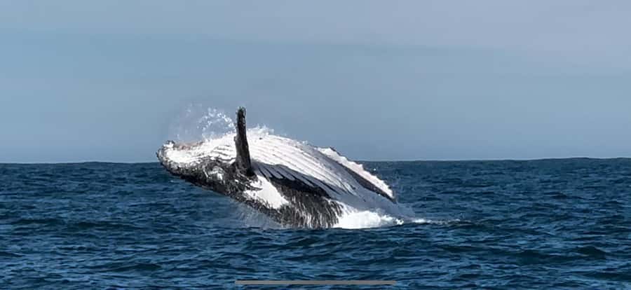 Cape Town: Hermanus Whale Watching Shared Boat & Penguins - Stony Point in Betty’s Bay: penguins in a calmer setting