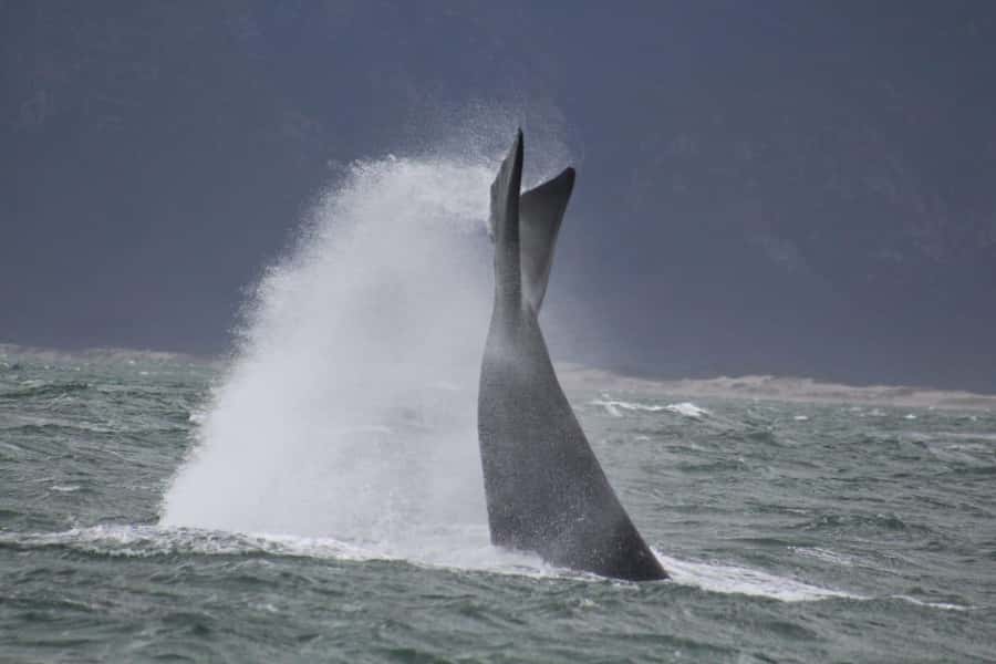 Cape Town: Hermanus Whale Watching Shared Boat & Penguins - Small risks and how to protect your day