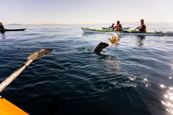 Cape Town Kayak Adventure in Table Mountain Marine Reserve - Wildlife chances, what to watch for, and how to stay respectful