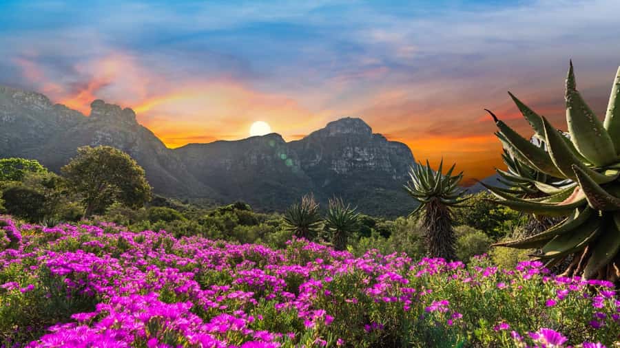 Cape Town: Kirstenbosch Botanical Garden Entry Ticket - Kirstenbosch Botanical Garden at Table Mountain’s Edge