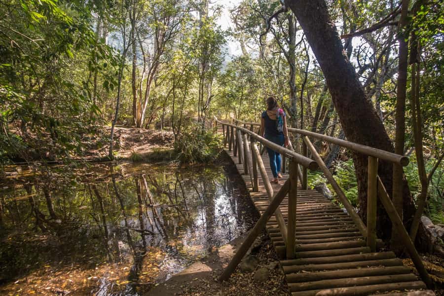 Cape Town: Kirstenbosch Botanical Garden Entry Ticket - Start at Ground Level, Then Use Boomslang for a Different View