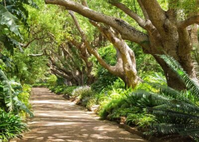 Kirstenbosch Botanical Garden Entry Ticket