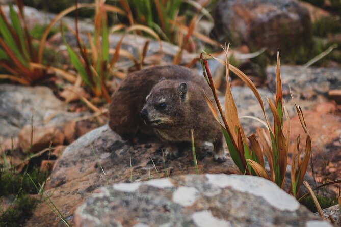 Cape Town: Magical Lion's Head Hike - Price and value: where the $98.28 makes sense