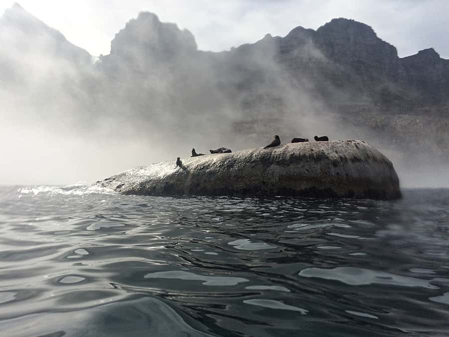 Cape Town: Marine Big 5 Ocean Safari from V&A Waterfront - Key things you’ll notice on this ocean safari