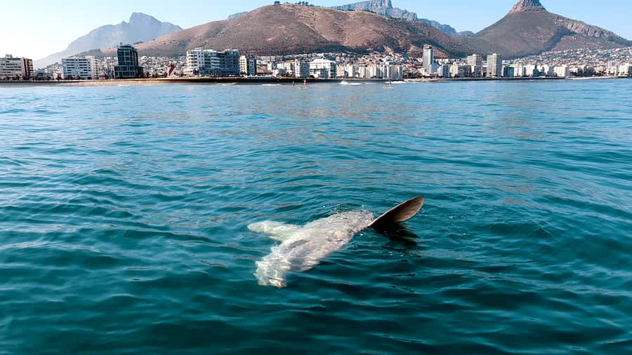 Cape Town: Marine Big 5 Ocean Safari from V&A Waterfront - Onboard comfort: what the catamaran adds to the experience