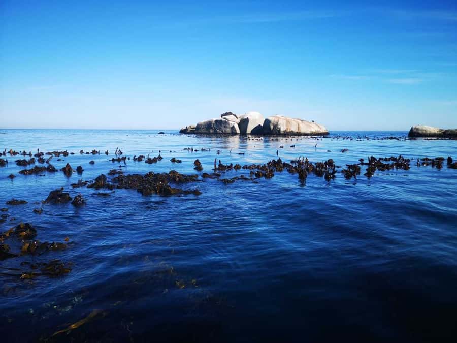Cape Town: Marine Big 5 Ocean Safari from V&A Waterfront - What to bring so the weather does not ruin your mood