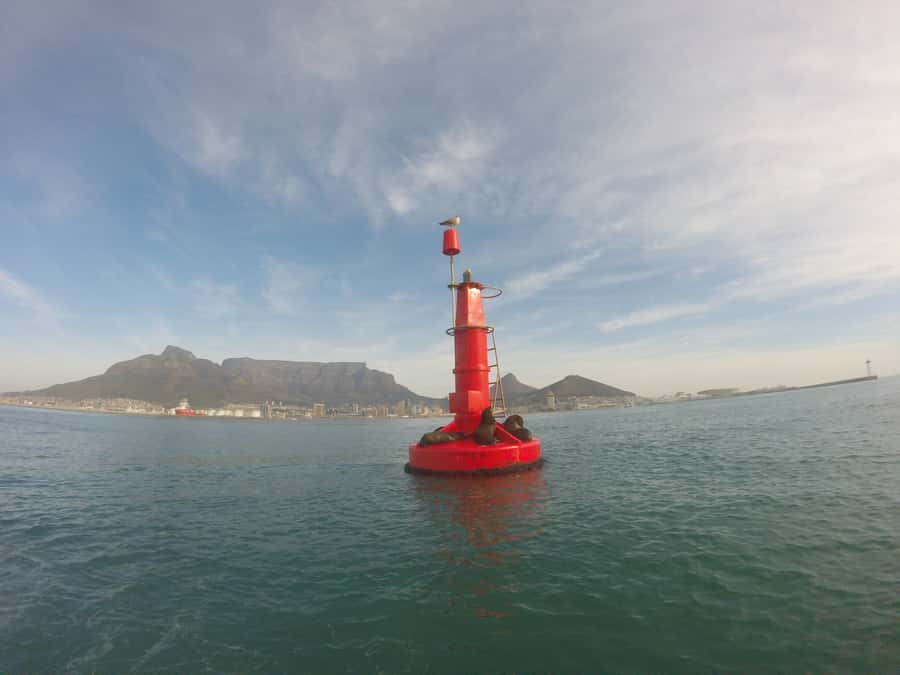 Cape Town: Marine Big 5 Ocean Safari from V&A Waterfront - Who this tour is for, and who should skip it