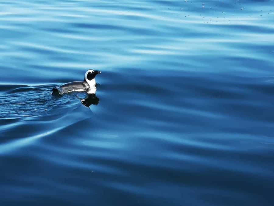 Cape Town: Marine Big 5 Ocean Safari from V&A Waterfront - Timing expectations: what season you’re going in matters