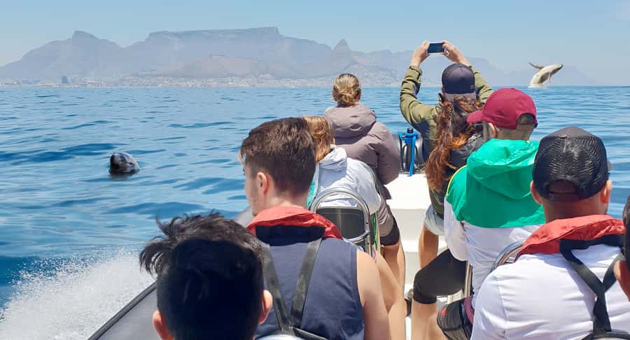 Cape Town: Marine Big 5 Ocean Safari from V&A Waterfront - Price and value for 90 minutes on the water