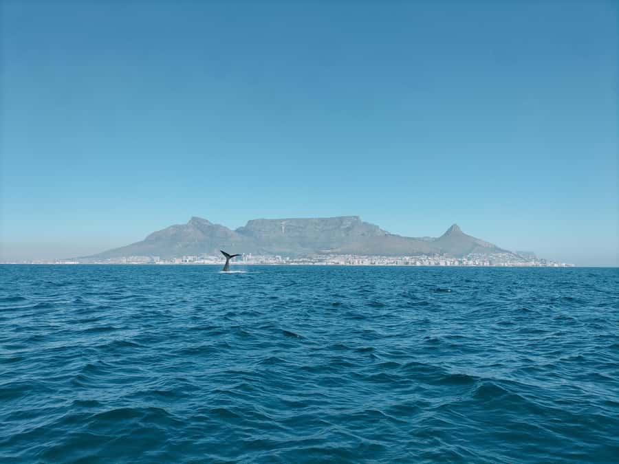 Cape Town: Marine Biologist Led Safari Tour - V&A Waterfront - Key highlights you should care about