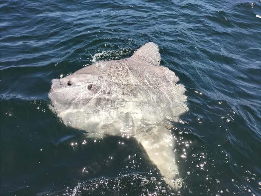 Cape Town: Marine Biologist Led Safari Tour - V&A Waterfront - Why this Table Bay ocean safari from the V&A Waterfront feels special