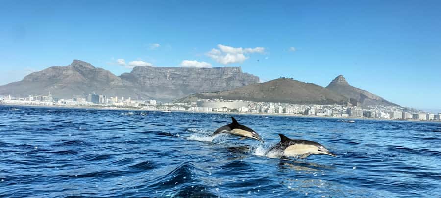Cape Town: Marine Biologist Led Safari Tour - V&A Waterfront - From Marina Swing Bridge to the V&A Waterfront, your start-to-boat flow