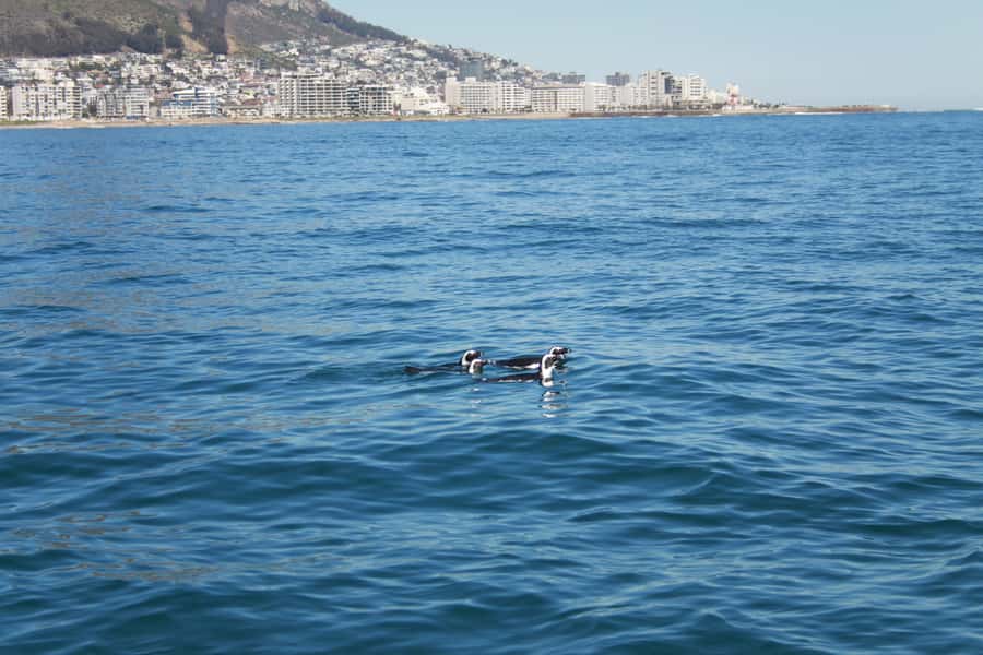 Cape Town: Marine Biologist Led Safari Tour - V&A Waterfront - Table Mountain views and the Robben Island effect