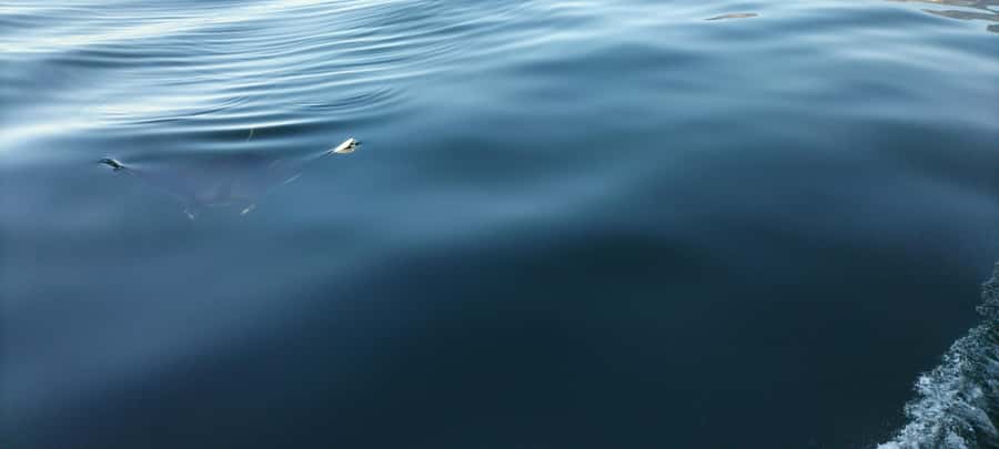 Cape Town: Marine Biologist Led Safari Tour - V&A Waterfront - What to bring so wind and spray do not ruin your vibe