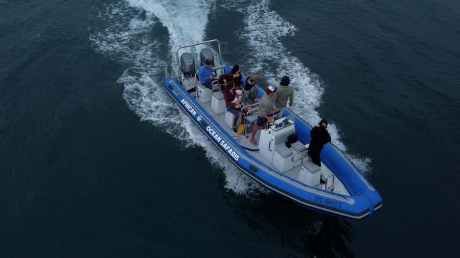 Cape Town: Marine Biologist Led Safari Tour - V&A Waterfront - The 90 minutes on the water: what actually happens out there